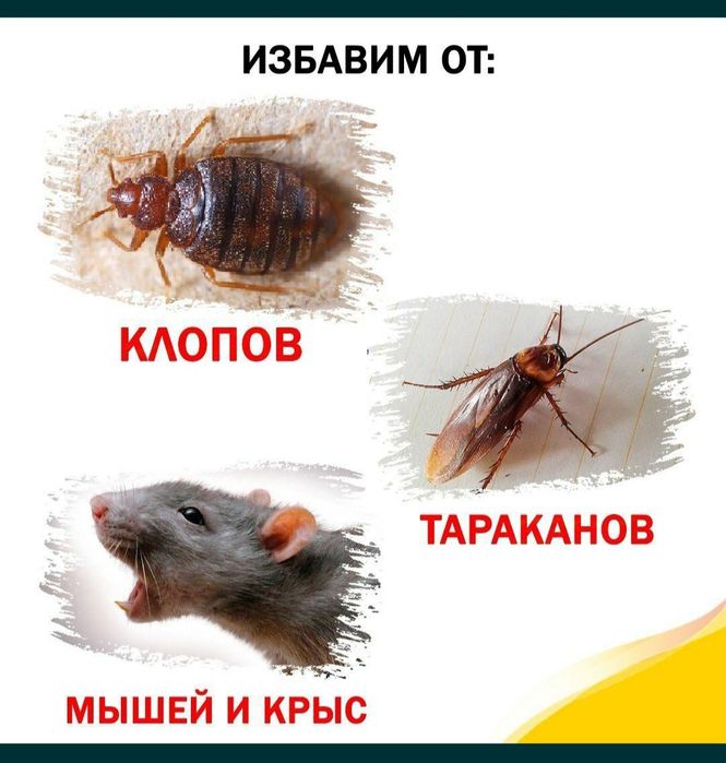 Дезинфекция от всех насекомых.