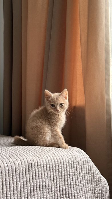 Котенок британский,шотландский