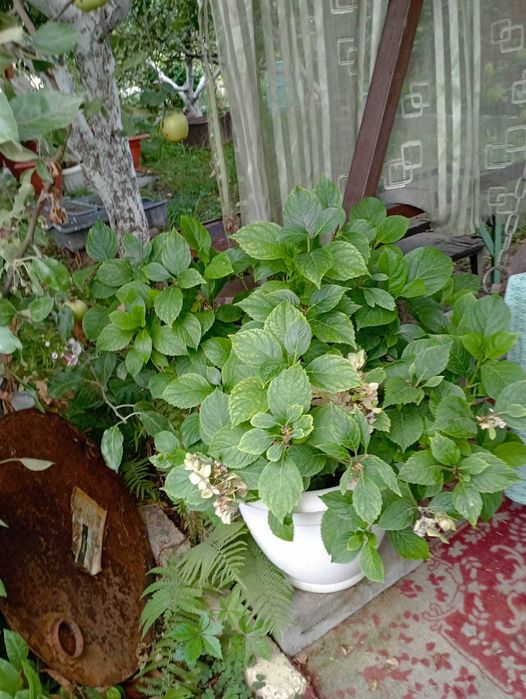 Продам вазоны! В наличии 3 шт.