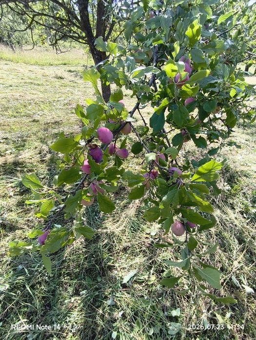 Vând prune pentru țuică