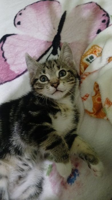 Adopție 2 pui de pisică