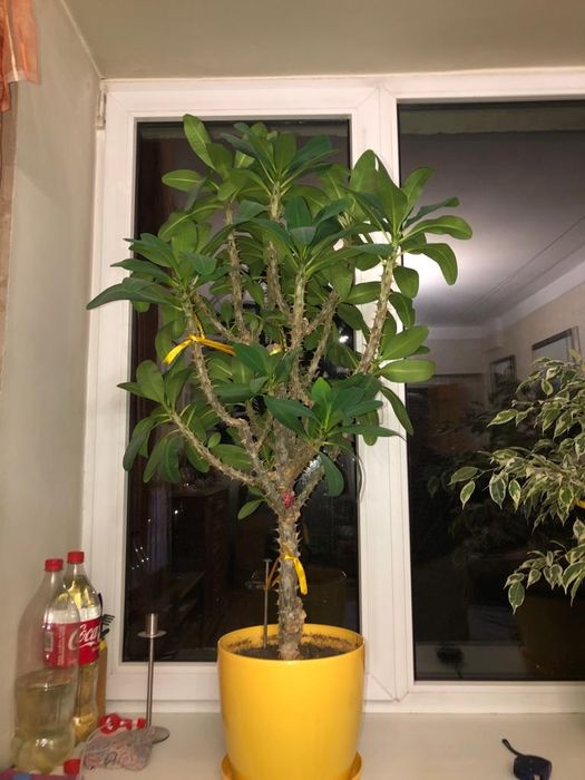 Цветок-молочай.Молочай