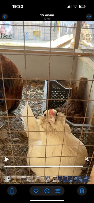 Atwerpen bentam sotiladi 1+1 Soqolli bentamlar. Boradatiy