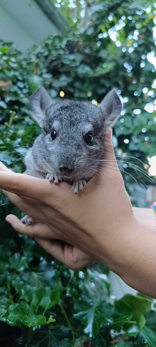 Экзотический зверёк шиншилла