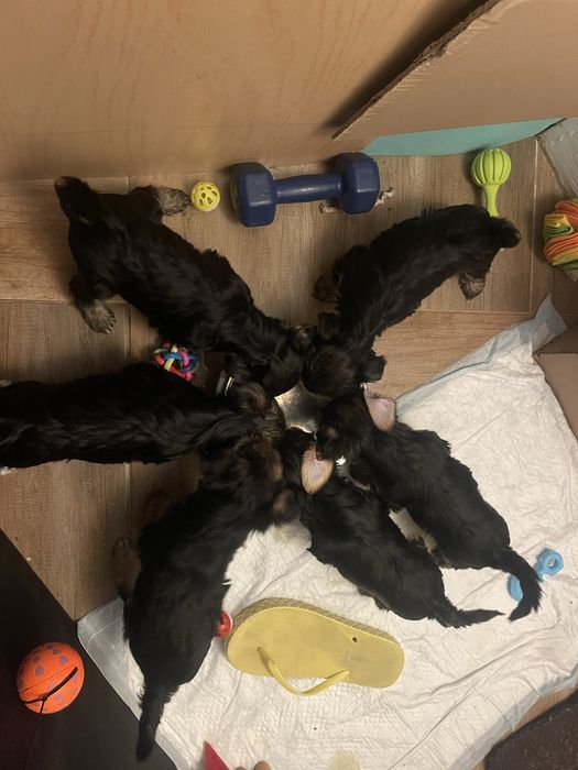 Йорита момиченца