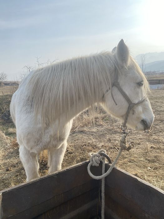 Жылқы сатылады, продается лошадь, мерин