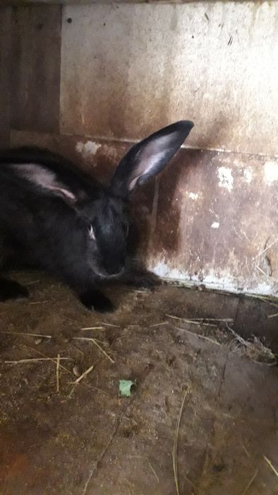 Продам  кроликов местной породы