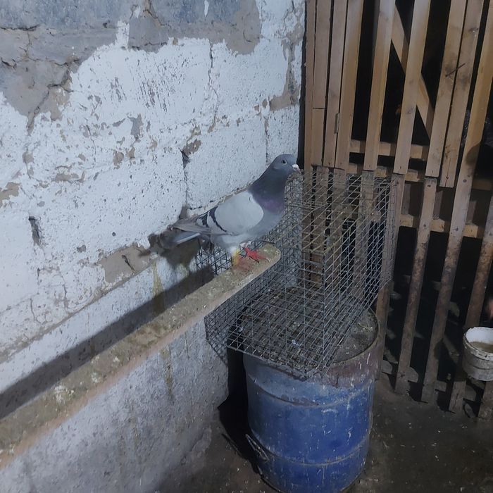 Уди самец лет с игрой