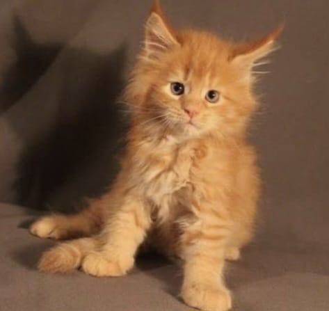 Котята Мейн кун