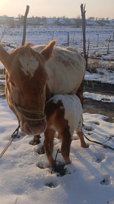 Сиыр бұзауымен / Корова с теленком