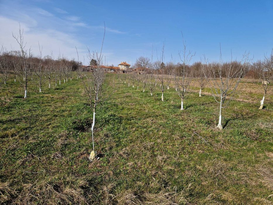 Земеделска земя с 150 сливови дръвчета,кладенец и капково напояване