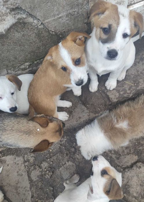 Donez cățelușe  metișe