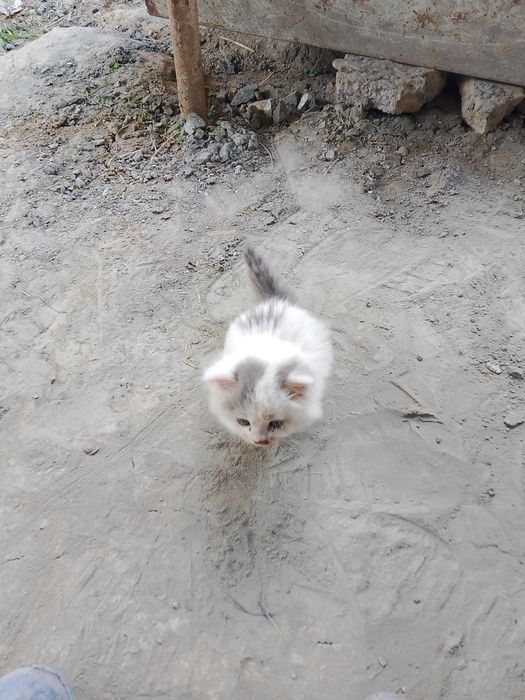 Котенок выслоуха