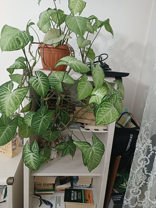 Комнатные растения