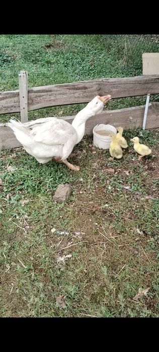 Гусыня  Халмагор помесь