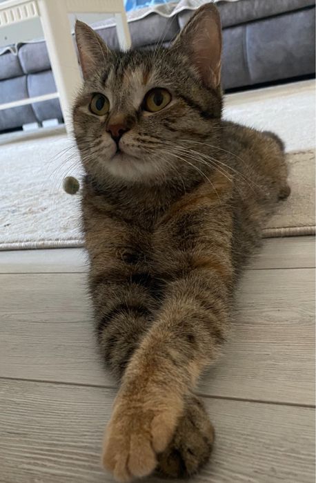 Кошка ищет дом. .