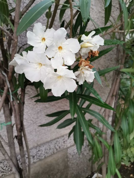 ПРОМОЦИЯ Зокум / Олеандър