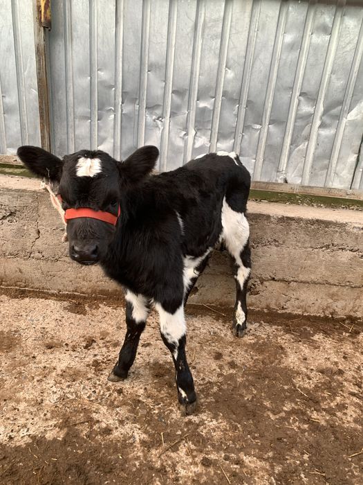 Еркек бұзау сатылады