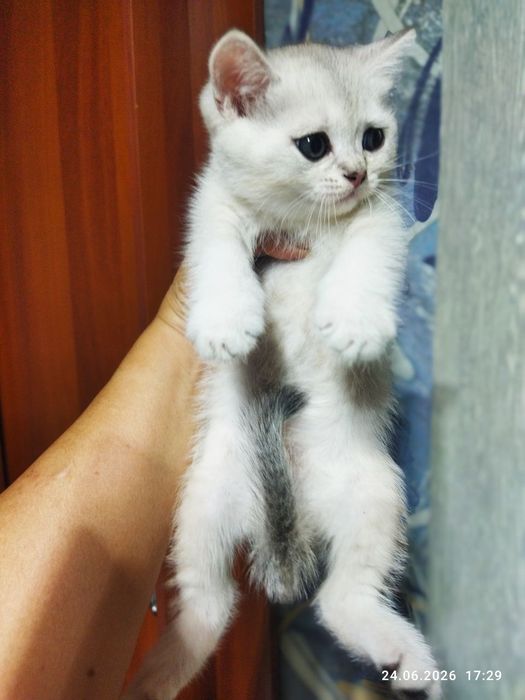 Продажа шотланских котят
