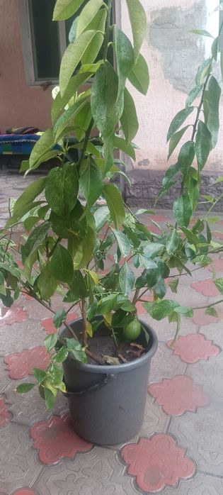 Лимон Павловский