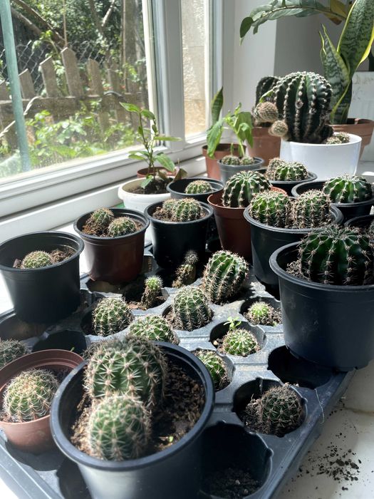 Различни кактуси в саксия по избор. Кактусите са цъфтящи.