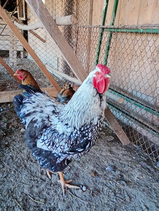 Cocoș wiandotte de vânzare