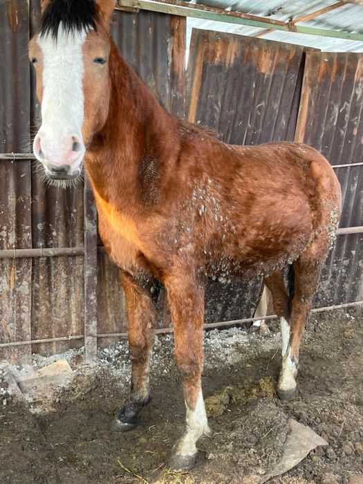 Тай сатылады семіз