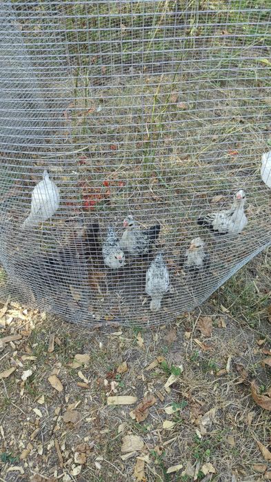 Găinușe și cocoșei pitici