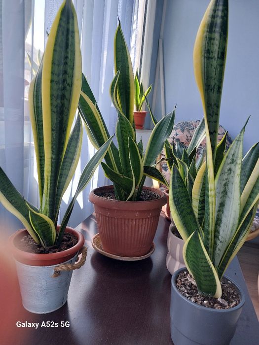 Vindem Sansevieria, plantă ornamentală de apartament