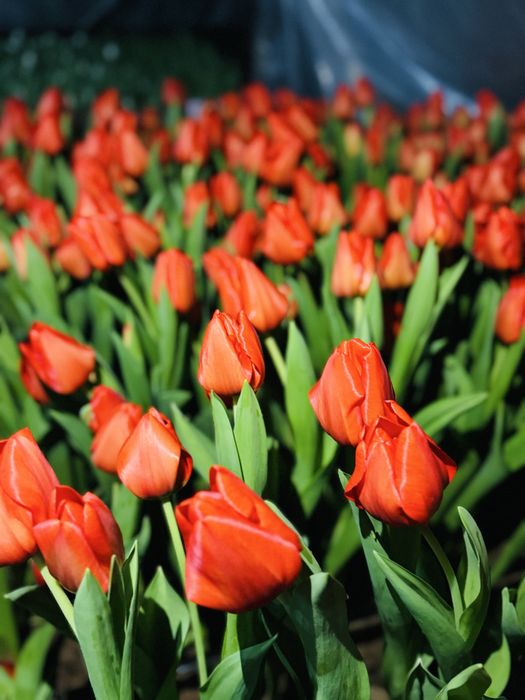 Тюльпаны оптом и в розницу.