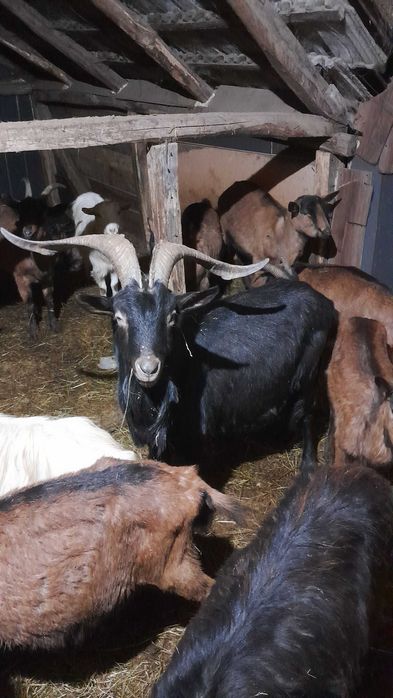 Vrea sa schimbe locatia