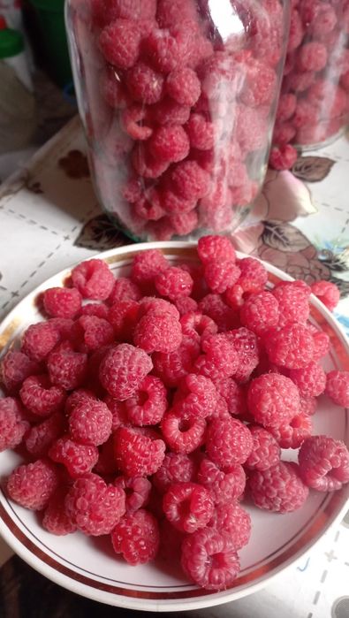 Саженцы малины обычной.