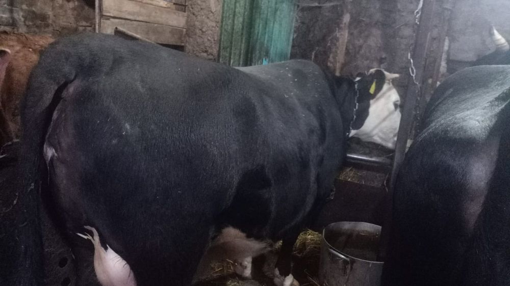Продам корову высокоудойную