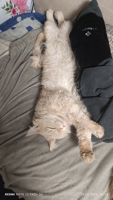 Продам кота Мейнкуна