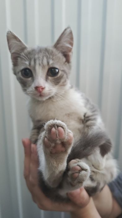 Отдам котёнка, мальчик