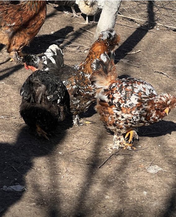 Oua incubat Gaini Motate,Barboase,Incaltate,Metisate