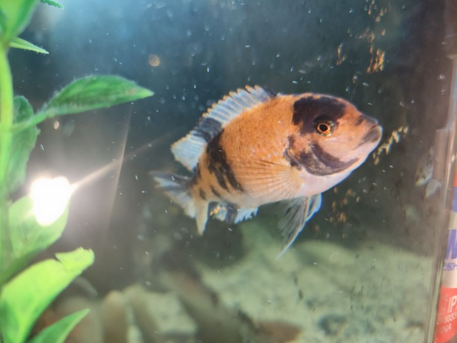 Цихлида псевдотрофеус зебра