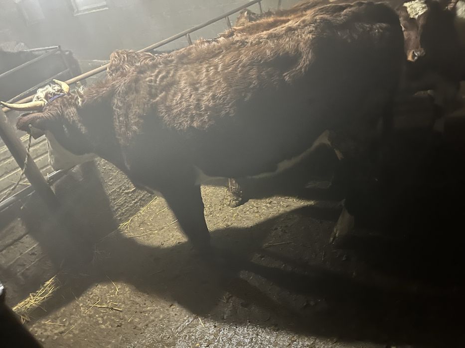 Продам корову с. Знаменское