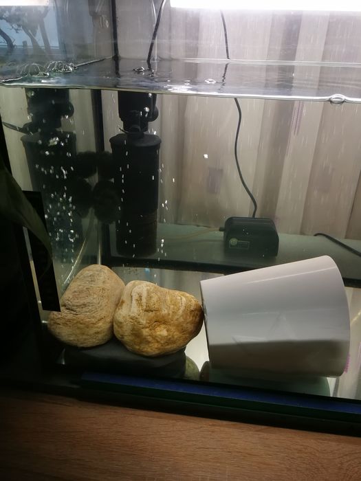 Аксолотъл с аквариум