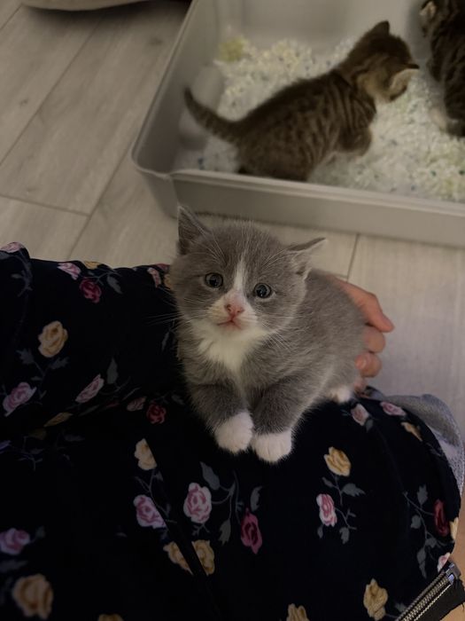 Отдам котят в добрые руки