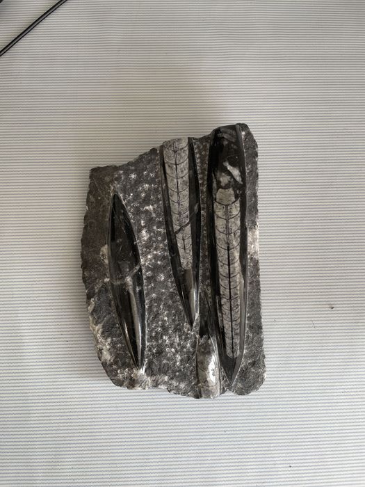 Полиран фосил от Ортоцерас