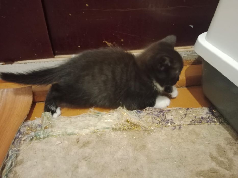 Котята и 2 кошки