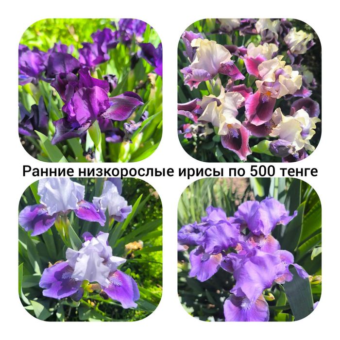 Ирисы низкие ранние