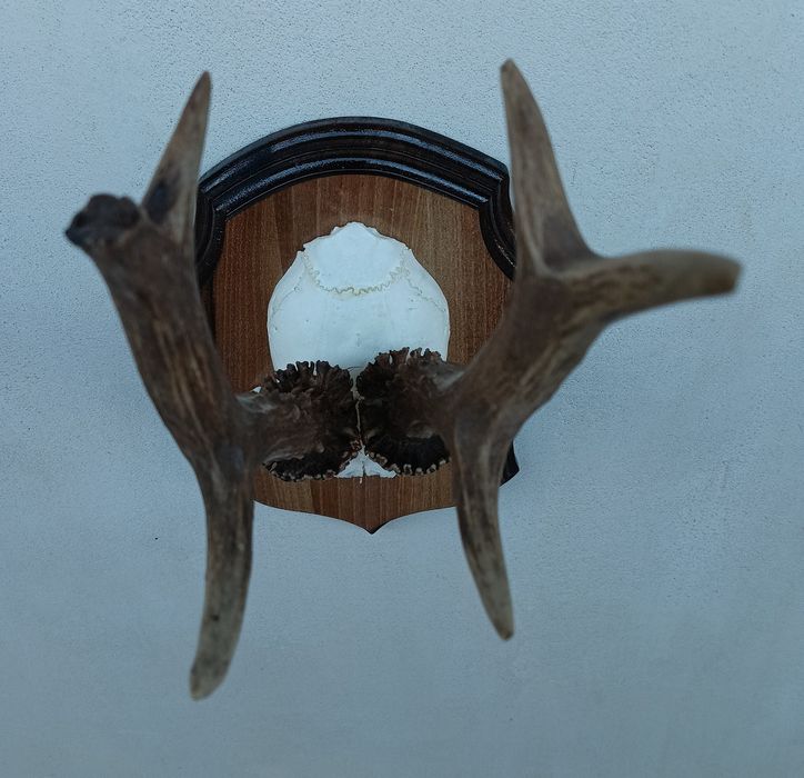 Трофей от сръндак.Рога.