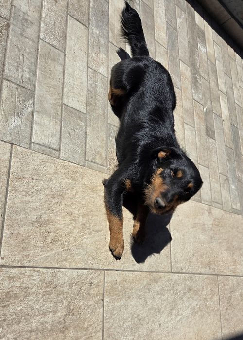 Vând cățelușă terrier