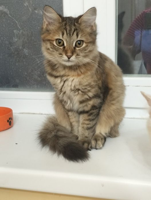 Отдам кошечку в добрые руки 5 мес