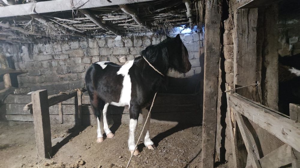 Продам Айғыр Жеребец