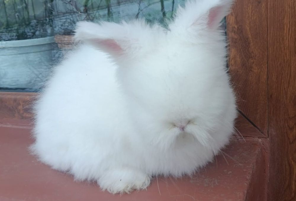 Iepuri angora pui
