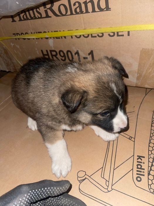 Щенок кабель в хорошие руки