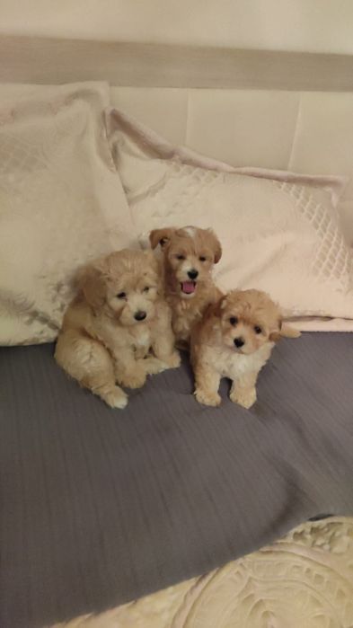 Элитные щенки мальтипу - девочка и мальчик